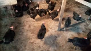 egg laying fresh australop pair available