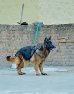 German shepherd breeder female for urgent sale