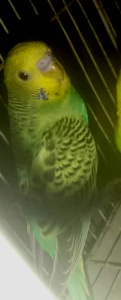 Astralaian parrot