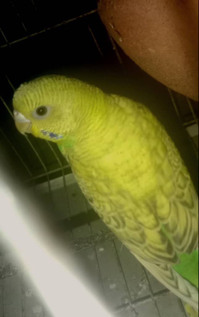 Astralaian parrot 1