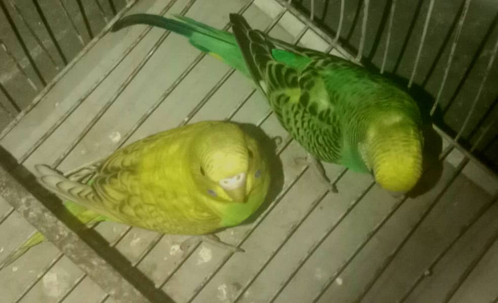 Astralaian parrot 2