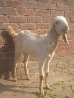 bakra kid 3mont 03234438191