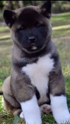 American akita puppies available