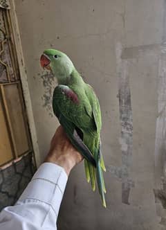 raw parrot for sale  age 4 month