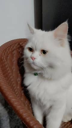 Persian male cat Available for Stud Service Not for Sale