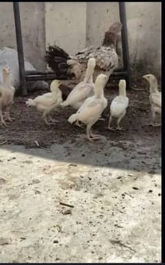 paper white heera aseel chicks, breeders, murga, female,madi