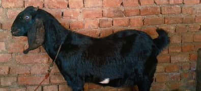 Goat بکری