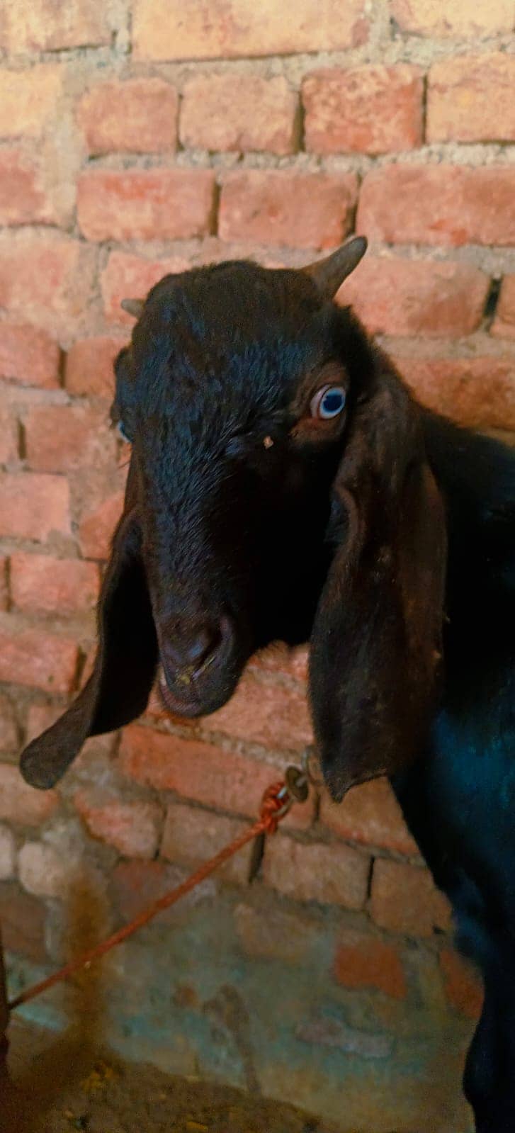 Goat بکری 2