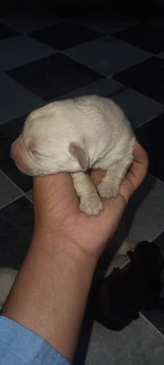 Labrador puppy for sale male female etc