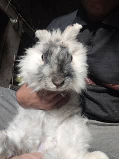 Angora rabbit