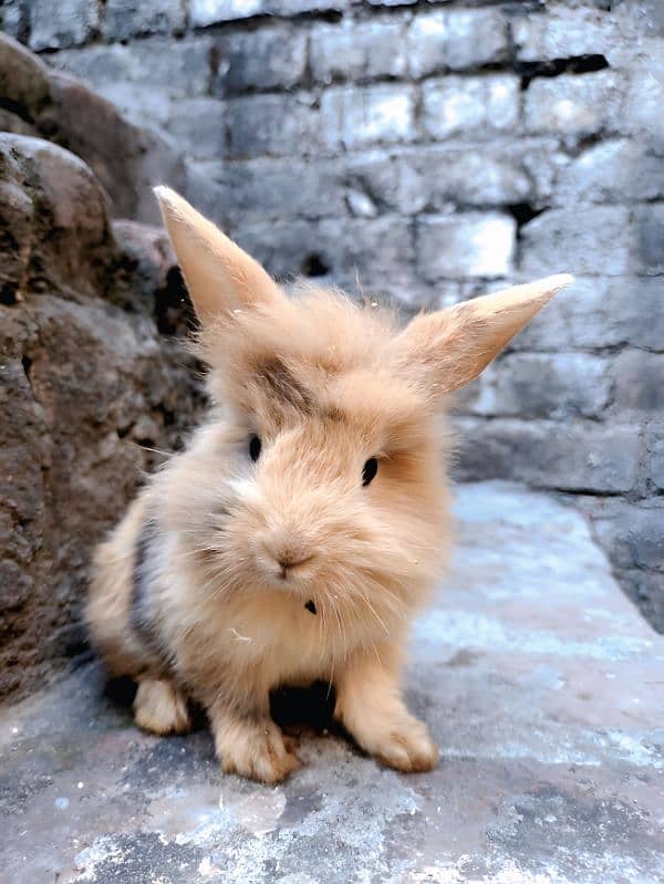 Angora rabbit 1