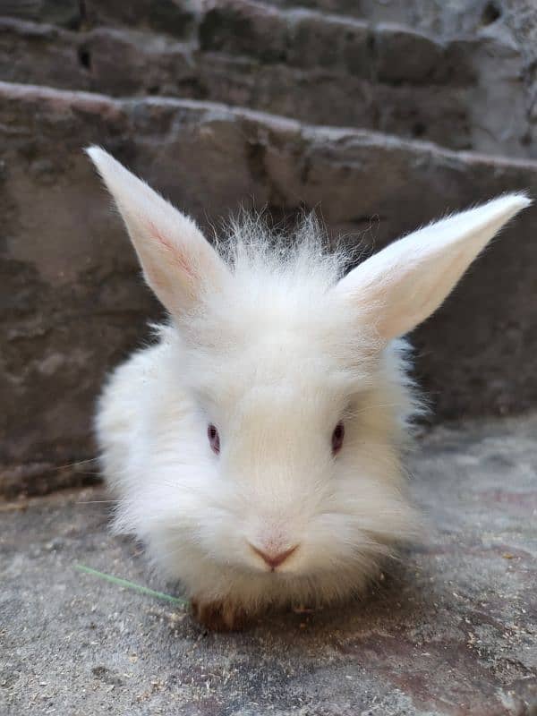 Angora rabbit 2