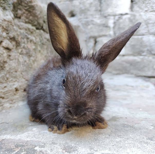 Angora rabbit 3