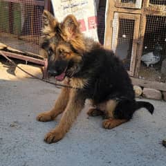 German Shepherd Male 3 month gsd