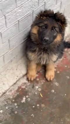 German shepherd puppy for sale 03167349197watsap