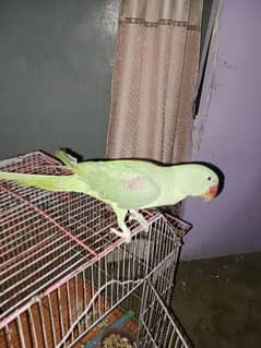 green parrot Pahari