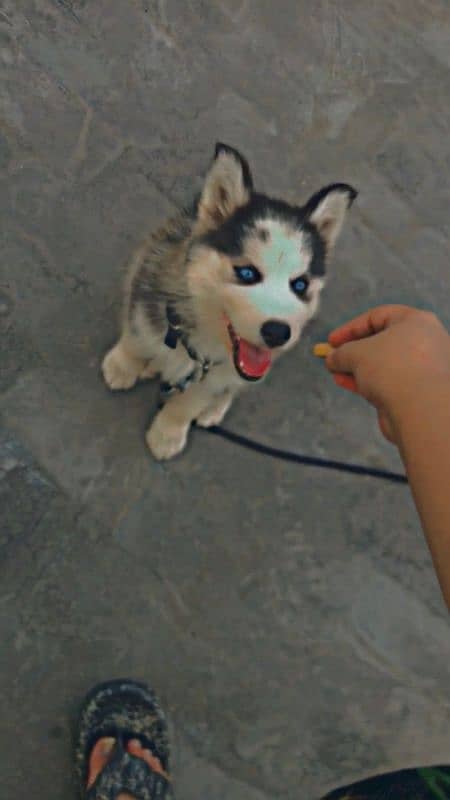 husky puppy 1