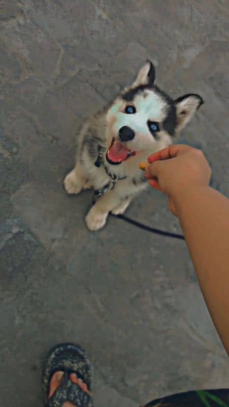 husky puppy 4