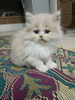 Persian kittens punch face