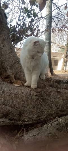 Persian Male Cat Long Coat