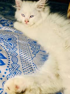 persian