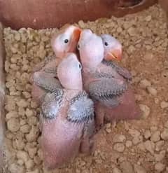 Allaxandra Kashmiri Raw parrot babies available Top quality  healthy