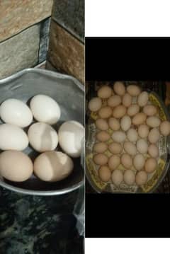 Desi eggs/Native eggs