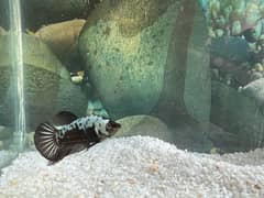 betta fish male and female available