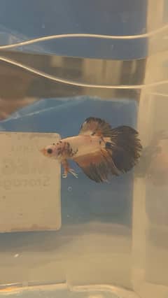 exotic betta fish and normal betta fish available