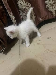 active kitten persai 6500 ek ki