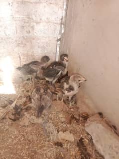 4 Thai  Super Aseel Chicks Available in blue color