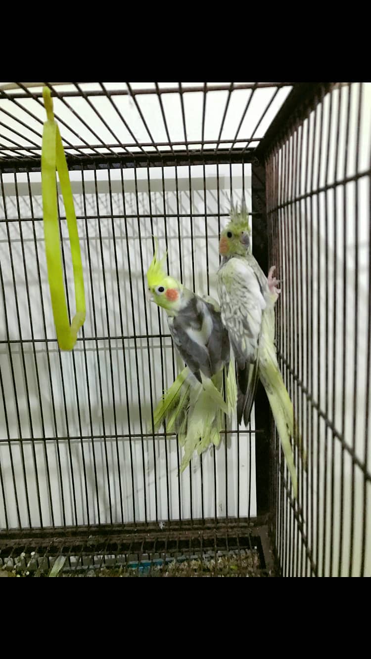 Cockatiel breedar pair 1