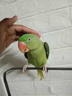 1 year Raw Parrot for Sale