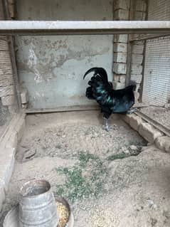 Ayam Cemani Male Hen