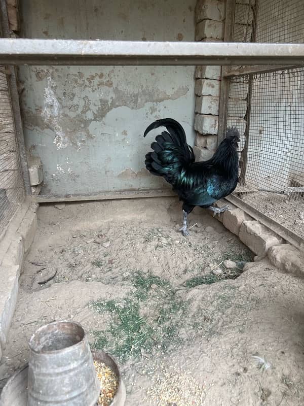 Ayam Cemani Male Hen 1