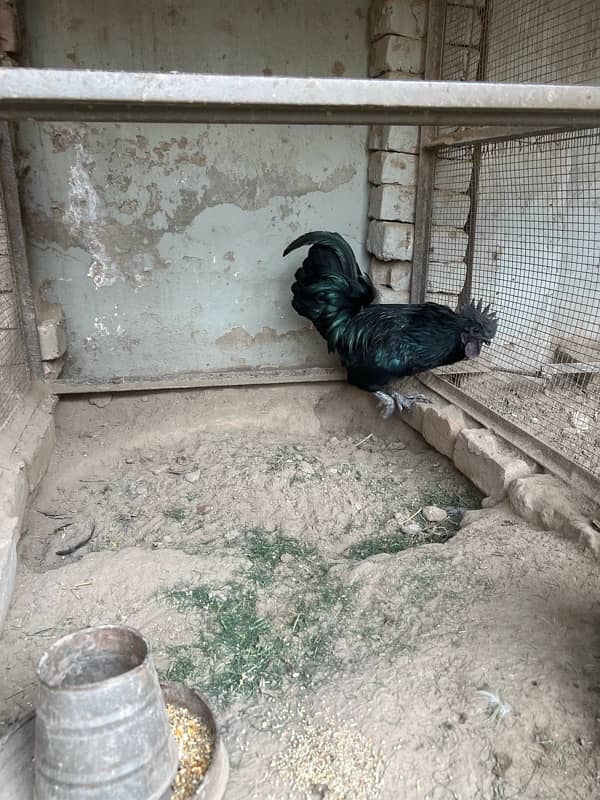 Ayam Cemani Male Hen 2