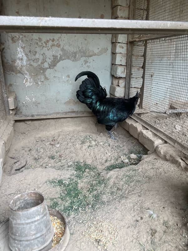 Ayam Cemani Male Hen 3