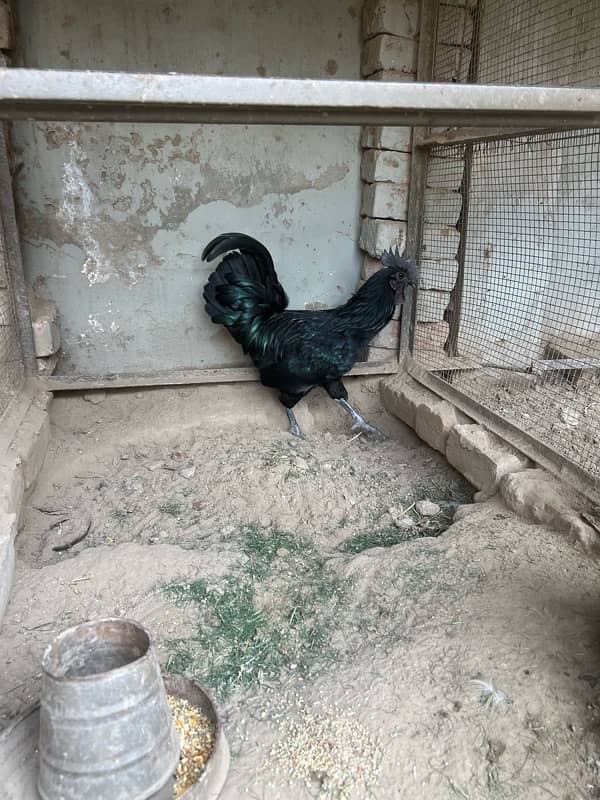 Ayam Cemani Male Hen 4