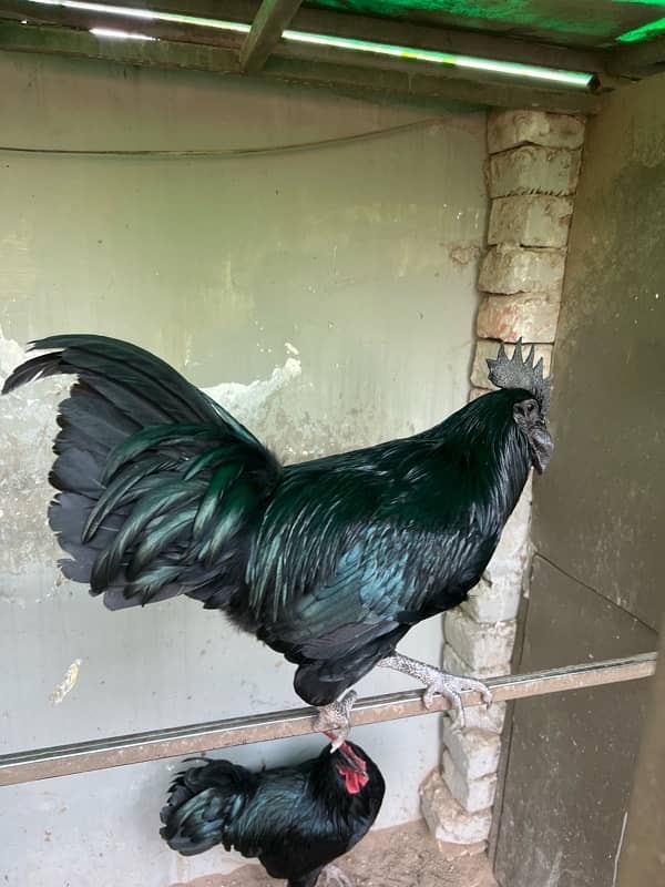 Ayam Cemani Male Hen 5