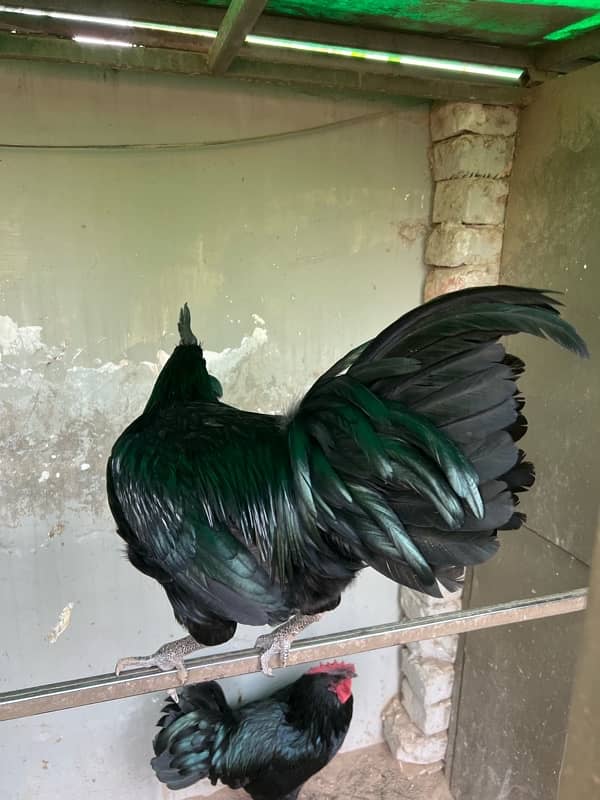 Ayam Cemani Male Hen 6