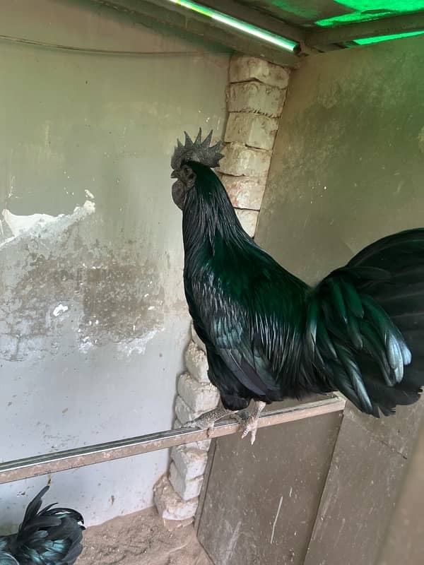 Ayam Cemani Male Hen 7