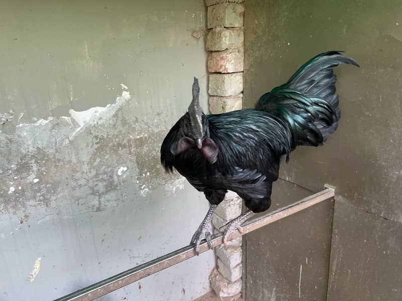 Ayam Cemani Male Hen 8