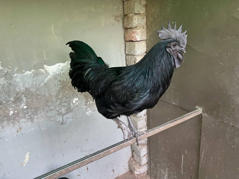 Ayam Cemani Male Hen 9