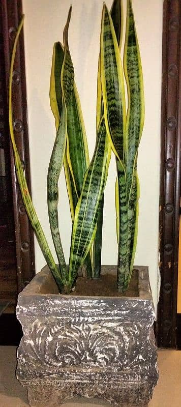 Yellow snake plant 1