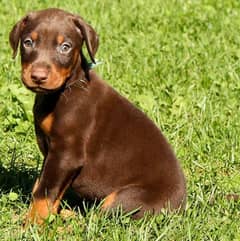 Doberman female puppy for sale