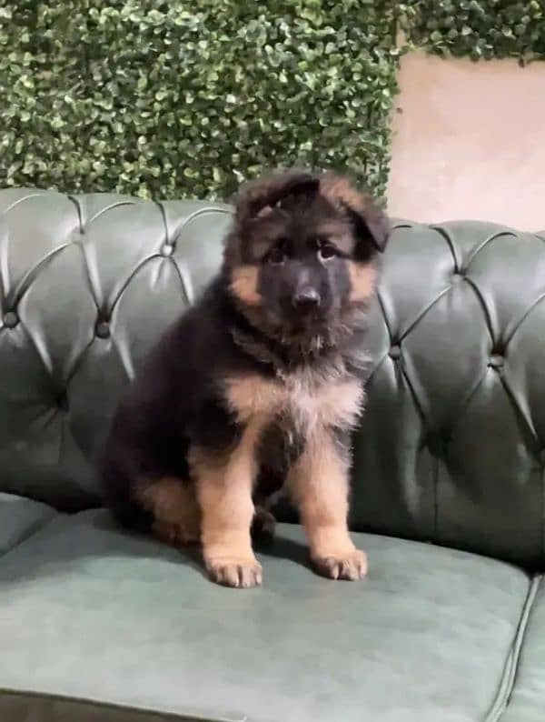 German shepherd  puppy available for sale Top of the line quality 0
