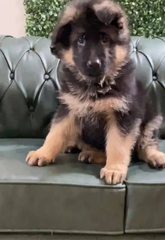 German shepherd  puppy available for sale Top of the line quality 1