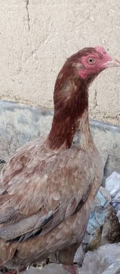 hen with 6 chicks n fertile eggs available