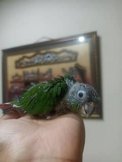 green cheeck conure chick