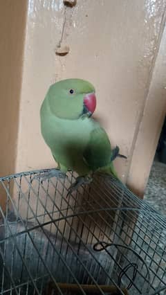 parrot for sale